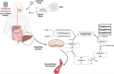 A web-based scoping review assessing the influence of smoking and smoking cessation on antidiabetic drug meabolism: implications for medication efficacy